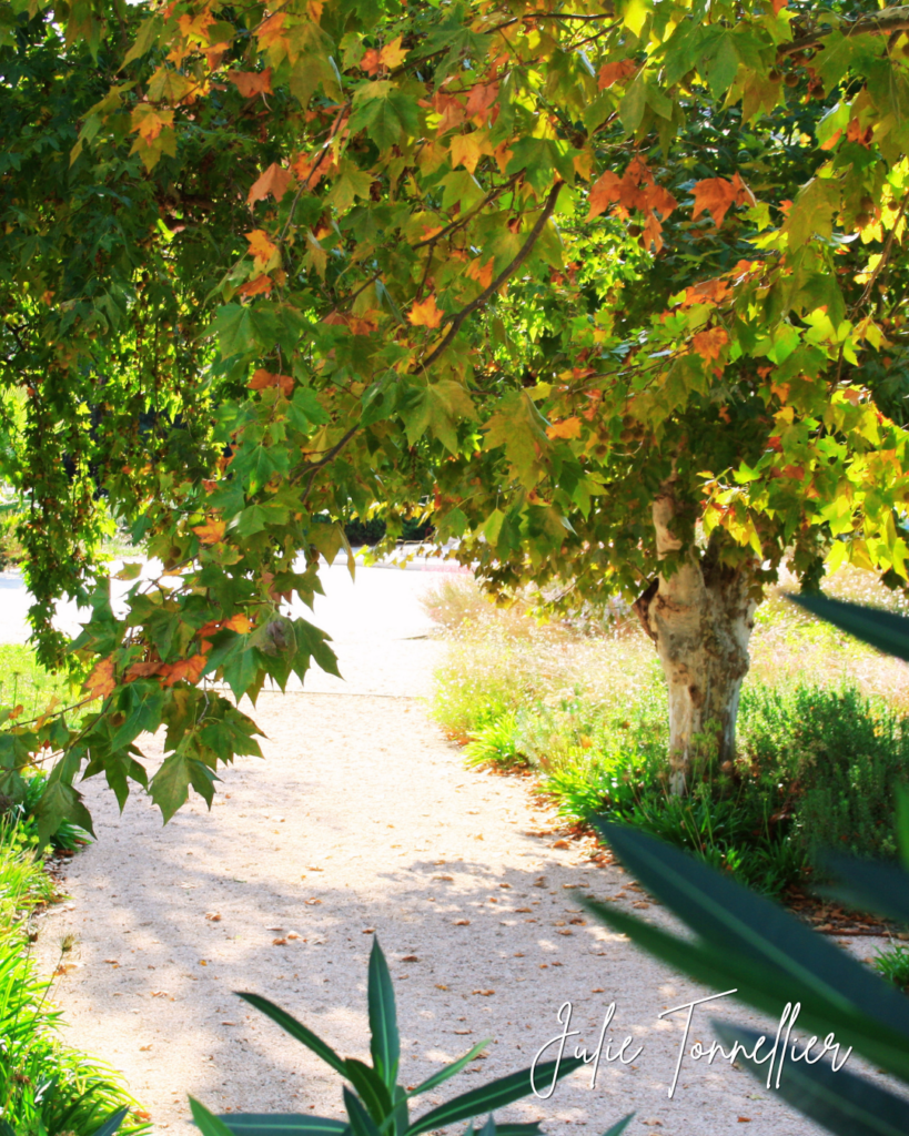 Chemin aux couleurs d’automne à Vidauban