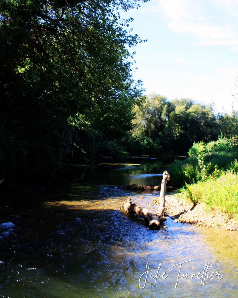 Cygnes sur la rivière à Vidauban