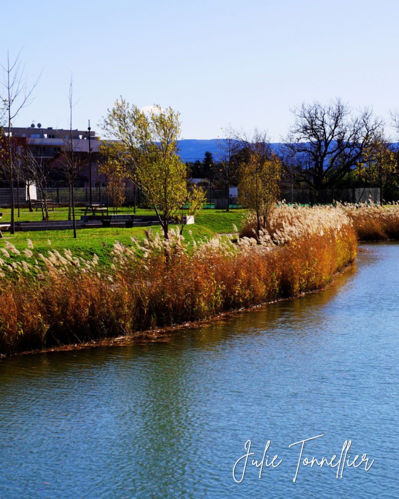 Rivière et roseaux à Vidauban