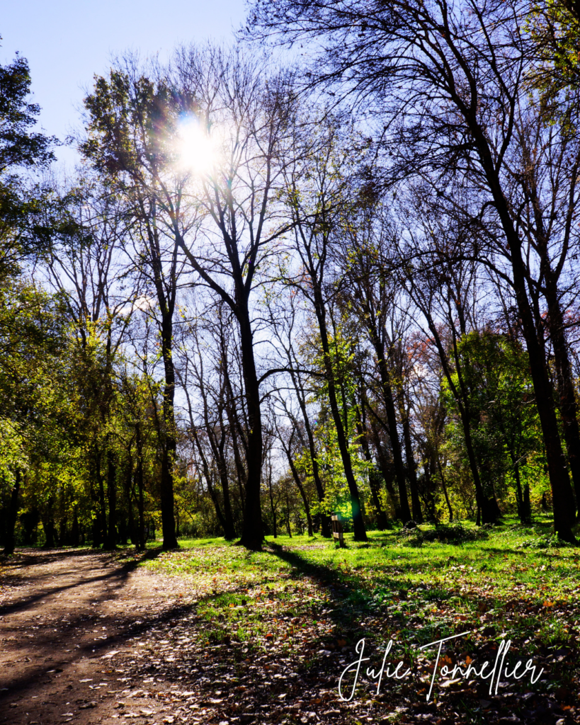 Sous-bois traversé par la lumière à Vidauban