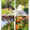 Carte postale Collection Vidauban 2025 — visuel 15