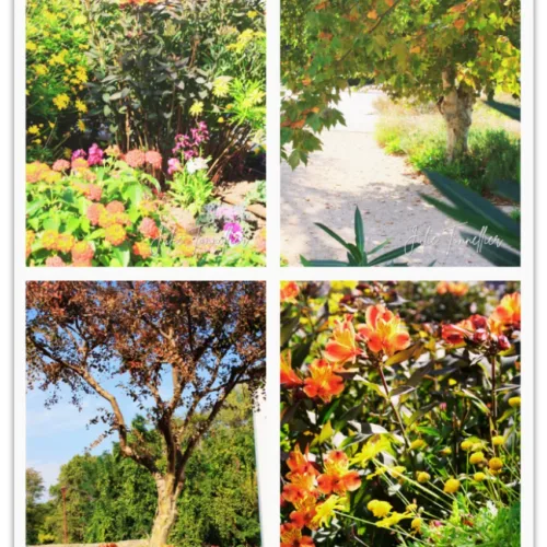Carte postale Collection Vidauban 2025 — visuel 15
