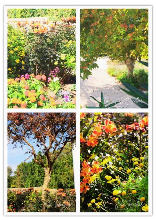 Carte postale Collection Vidauban 2025 — visuel 15